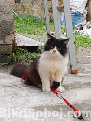 Persian cat